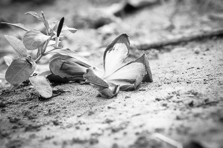 the white flower on the tree at the homeの写真素材