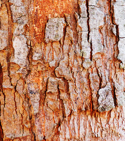 the wooden for the background