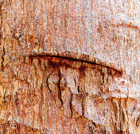 the wooden for the background