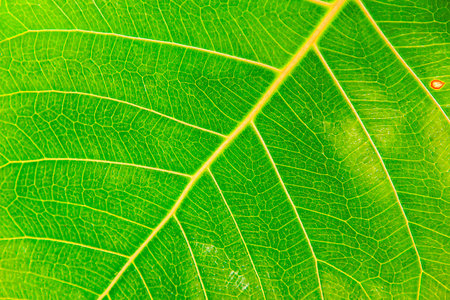 the Green leaf on the wildlife for the backgroundの写真素材