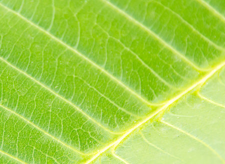 the green leaf on the nature