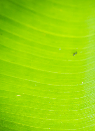 the green leaf on the natureの写真素材