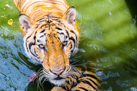 Tiger is hunters in the forest