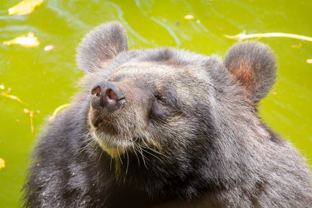 the bear in the water