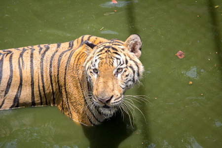 Tiger is hunters in the forest
