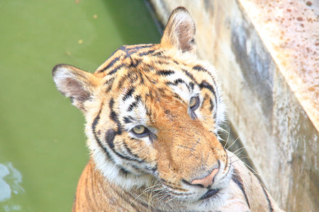 the hunter from forest to the zooの写真素材