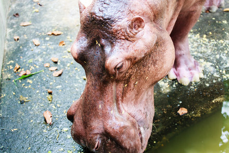 The animal name hippo from nature going to farm for traver to viewer in the holiday.の写真素材