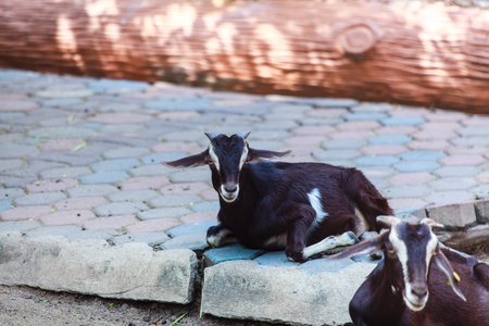 the goat is in the farm. it's live in the prison.の写真素材