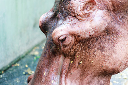 The animal name hippo from nature going to farm for traver to viewer in the holiday.の写真素材