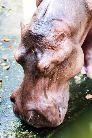 The animal name hippo from nature going to farm for traver to viewer in the holiday.の写真素材