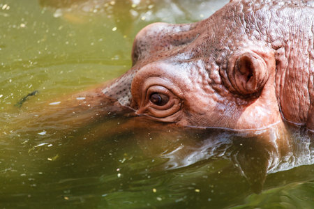 The animal name hippo from nature going to farm for traver to viewer in the holiday.の写真素材