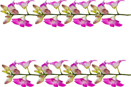 The orchid is the beatiful flower live in the natureの写真素材