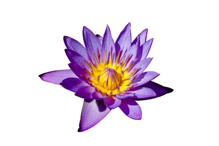 the water lilly name is lotus live in the waterの写真素材