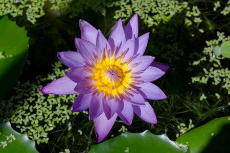 the water lilly name is lotus live in the waterの写真素材