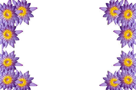 the water lilly name is lotus live in the waterの写真素材