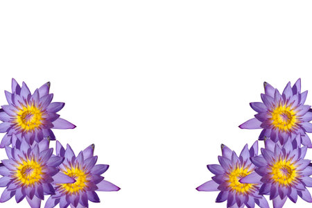 the water lilly name is lotus live in the waterの写真素材