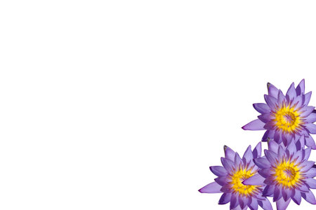 the water lilly name is lotus live in the waterの写真素材