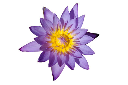 the water lilly name is lotus live in the waterの写真素材