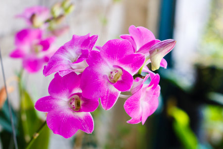 The orchid is the beatiful flower live in the natureの写真素材