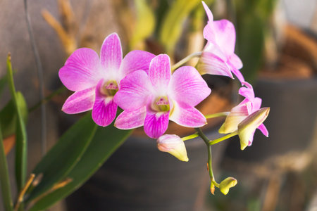 The orchid is the beatiful flower live in the natureの写真素材