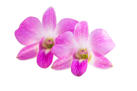 The orchid is the beatiful flower live in the natureの写真素材