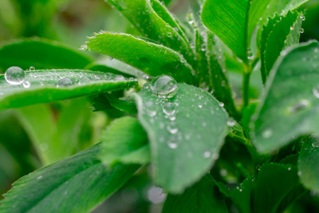 Nature green leaves with raindrop background textureの写真素材