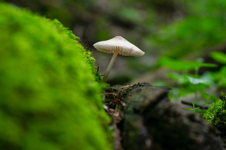 Boletus edulis on a background of moss. Poisonous boletus edulis on a green background with bokehの写真素材