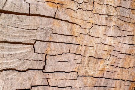Wood texture of apple tree with cracksの写真素材
