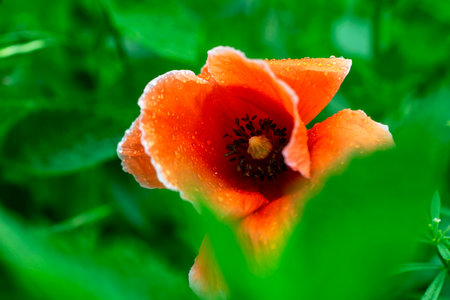 Closeup bud of red poppy with raindrops on a green grassの写真素材