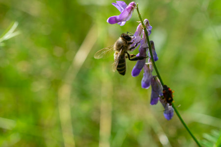 Macro photo of a yellow and black striped Bumblebee, pollinating and collecting nectar on a blue...