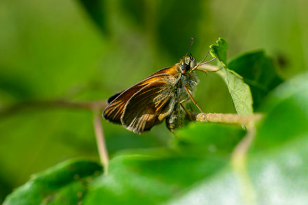 Close up image of a small woodland butterfly, the checkered skipper, with yellow spots on orange and...