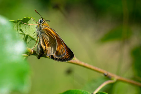 Close up image of a small woodland butterfly, the checkered skipper, with yellow spots on orange and brown wings holding on green grassの写真素材