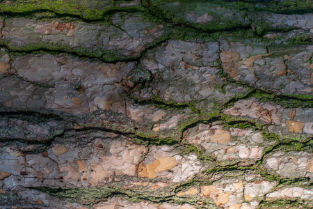Pine bark texture with mossの写真素材