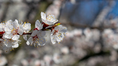 Apricot tree flowers with soft focus. Spring white flowers on a tree branch. Apricot tree in bloom....