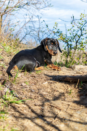 Portrait of a dachshund puppy against the background of nature.の写真素材