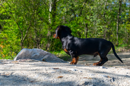 Dachshund puppy sniffs the ground.の写真素材