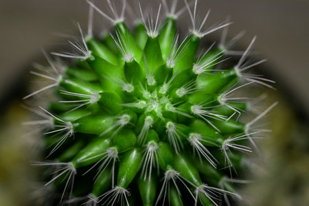 Macro view of beautiful green cactus.の写真素材