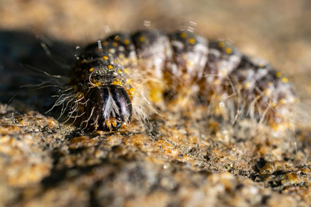 Extreme macro portrait of caterpillarの写真素材