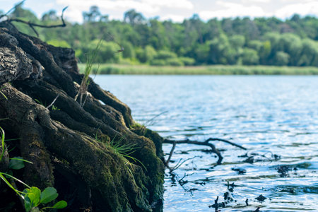 The roots of an old tree in the background of the river.の写真素材