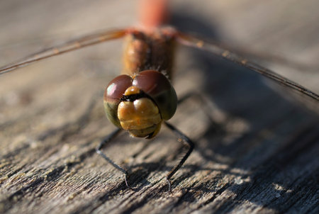 Macro photography of a dragonfly.