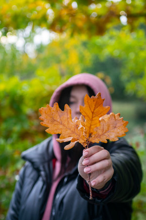 Woman holding oak leaf in autumnの写真素材