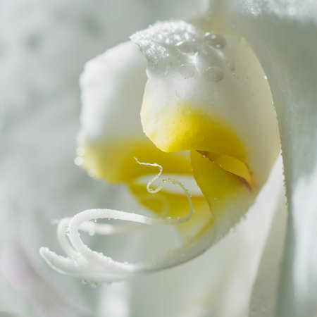 White orchid flowers with dew drops.の写真素材