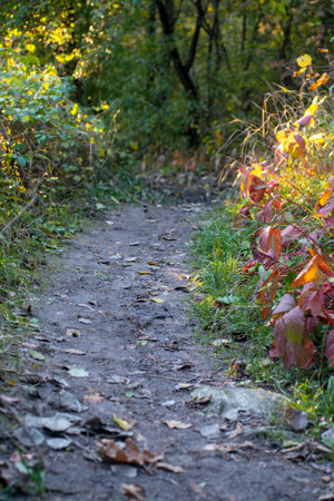Autumn forest road and tree with blurred background.の写真素材