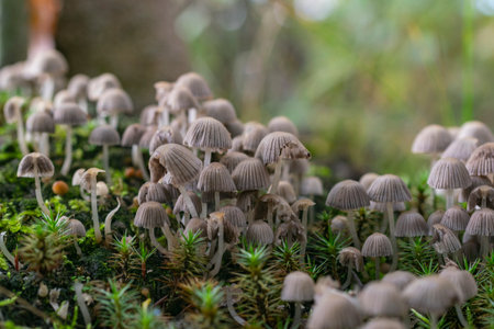 Mycelium of small gray mushrooms. Poisonous pale toadstools in the autumn forest.