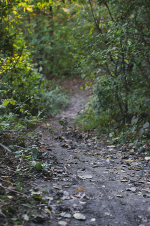 Autumn forest road and tree with blurred background.