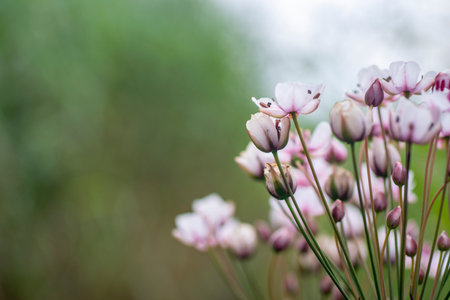 Butomus umbellatu, bloom in the spring season.