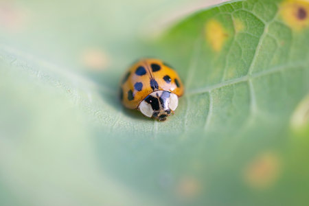 Ladybug beetle sitting on a leaf.