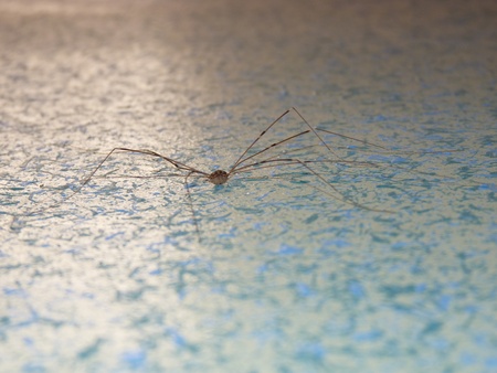 Spider 1の写真素材