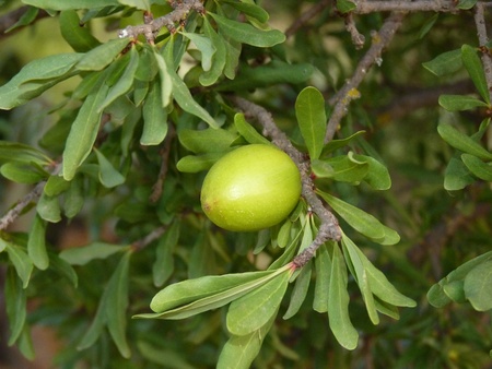 Argan fruit 1の写真素材