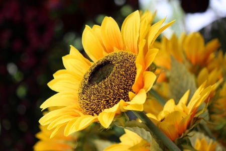 Sunflowerの写真素材